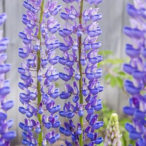 Lupinus albifrons, Silver Lupine, White-leaf Bush Lupine, Evergreen Lupine, Blue Flowers, Blue Perennial