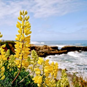 Lupinus arboreus, Yellow Bush Lupine, Bush Lupine, Tree Lupine, Yellow Flowers, Yellow Perennial