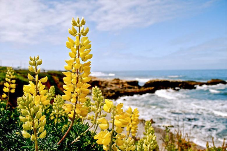 Lupinus arboreus, Yellow Bush Lupine, Bush Lupine, Tree Lupine, Yellow Flowers, Yellow Perennial