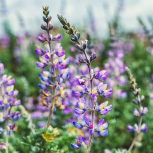 Lupinus argenteus, Silvery Lupine, Silver-Stem Lupine, Blue Flowers, Blue Perennial, Blue Wildflowers
