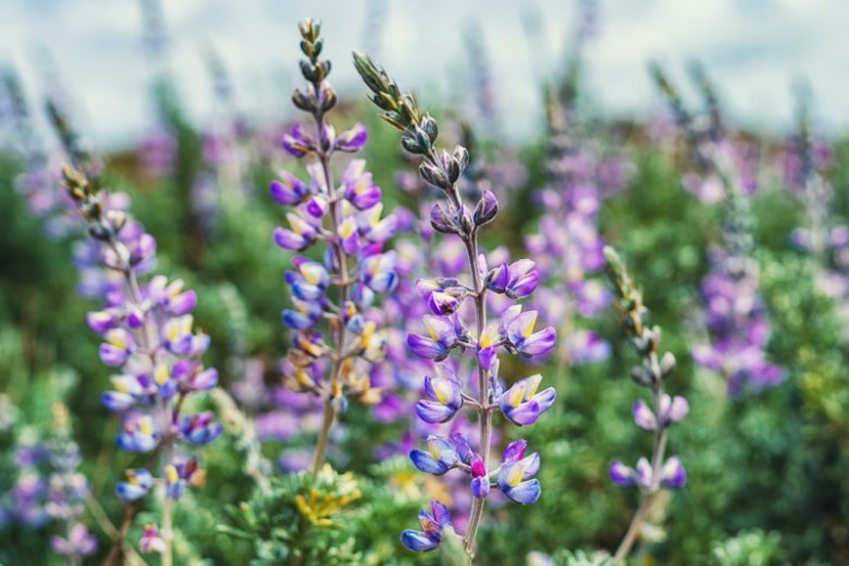 Lupinus argenteus, Silvery Lupine, Silver-Stem Lupine, Blue Flowers, Blue Perennial, Blue Wildflowers