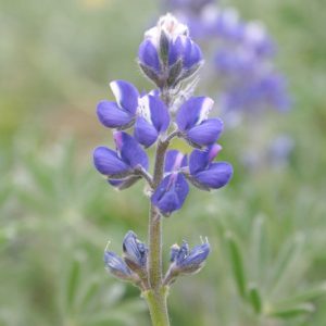Lupinus bicolor, Miniature Lupine, Miniature Annual Lupine, Pygmy-Leaved Lupine, Blue Flowers, Blue annual
