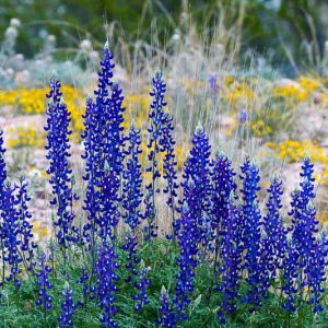 Lupinus havardii, Bluebonnet, Big Bend Bluebonnet, Big Bend Lupine, Havard Bluebonnet, Chisos Bluebonnet, Blue Flowers, Blue Annual