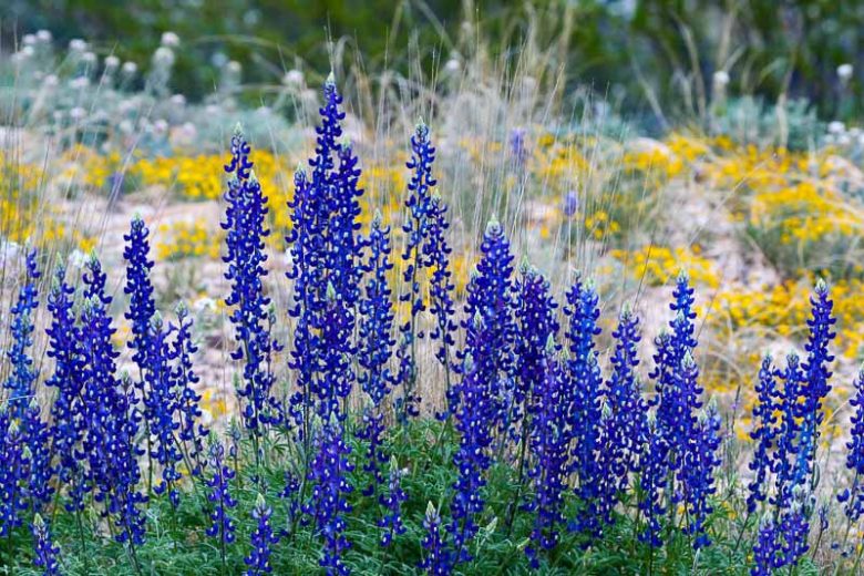 Lupinus havardii, Bluebonnet, Big Bend Bluebonnet, Big Bend Lupine, Havard Bluebonnet, Chisos Bluebonnet, Blue Flowers, Blue Annual