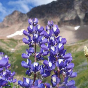 Lupinus latifolius, Broadleaf Lupine, Broad-Leaved Lupine, Bigleaf Lupine, Riverbank Lupine, Lupinus rivularis, Blue Flowers, Blue Perennial