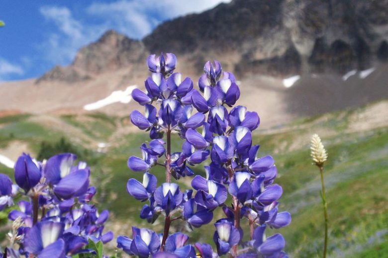 Lupinus latifolius, Broadleaf Lupine, Broad-Leaved Lupine, Bigleaf Lupine, Riverbank Lupine, Lupinus rivularis, Blue Flowers, Blue Perennial