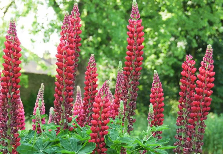Lupinus 'My Castle', Lupine 'My Castle', Lupin 'My Castle', Band of Noble Series, Russel Hybrids, Bicolor flowers, Red flowers