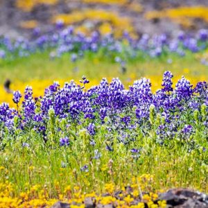 Lupinus nanus, Ocean-blue Lupine, Sky Lupine, Valley Sky Lupine, Field Lupine, Douglas' Annual Lupine, Dwarf Lupine, Blue Flowers, Blue annual