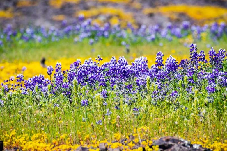 Lupinus nanus, Ocean-blue Lupine, Sky Lupine, Valley Sky Lupine, Field Lupine, Douglas' Annual Lupine, Dwarf Lupine, Blue Flowers, Blue annual