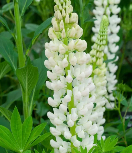 Lupinus 'Noble Maiden',Lupine 'Noble Maiden', Lupin 'Noble Maiden', Band of Noble Series, Russel Hybrids, White flowers, Cream flowers