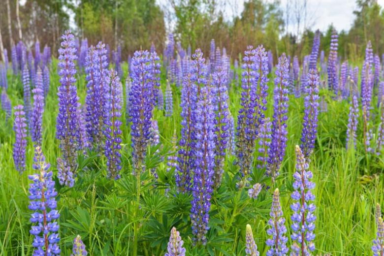 Lupinus polyphyllus, Bigleaf Lupine, Blue-pod Lupine, Meadow Lupine, Bog Lupine, Blue Flowers, Blue Perennial