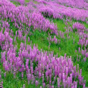 Lupinus rivularis, Riverbank Lupine, Riverside Lupine, Streambank Lupine, Stream Lupine, Nine Finger, Lupinus lignipes, Lupinus amphibium, Purple Flowers, Purple Perennial
