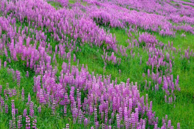 Lupinus rivularis, Riverbank Lupine, Riverside Lupine, Streambank Lupine, Stream Lupine, Nine Finger, Lupinus lignipes, Lupinus amphibium, Purple Flowers, Purple Perennial