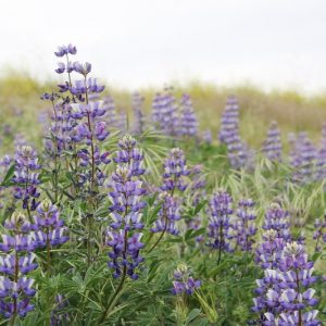 Lupinus succulentus, Hollowleaf Annual Lupine, Hollow-leaf Annual Lupine, Arroyo Lupine, Succulent Lupine, Blue Flowers, Blue annual
