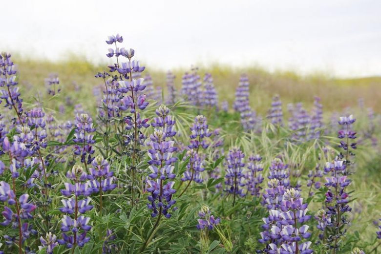 Lupinus succulentus, Hollowleaf Annual Lupine, Hollow-leaf Annual Lupine, Arroyo Lupine, Succulent Lupine, Blue Flowers, Blue annual