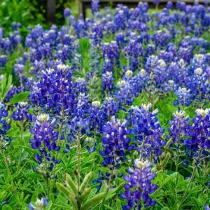 Lupinus texensis, Texas Bluebonnet, Bluebonnet, Texas Lupine, Buffalo Clover, Wolf Flower, Blue Flowers, Blue Annual