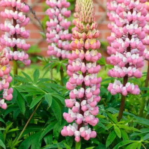 Lupinus 'The Chatelaine', Lupine 'The Chatelaine', Lupin 'The Chatelaine', Band of Noble Series, Russel Hybrids, Bicolor flowers, Pink flowers