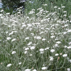 Lychnis Coronaria Alba, Rose Campion Alba, White-Flowered Rose Campion, Rose Campion 'Alba', Dry soil plant, Deer resistant plant, AGM plant, White Flowers, White Corn Rose