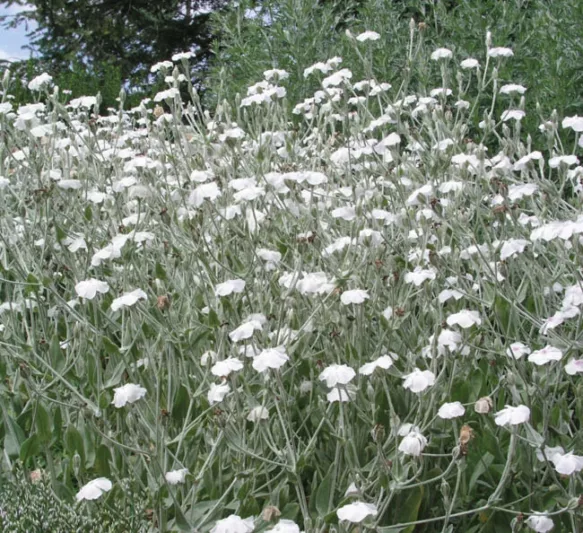 Lychnis Coronaria Alba, Rose Campion Alba, White-Flowered Rose Campion, Rose Campion 'Alba', Dry soil plant, Deer resistant plant, AGM plant, White Flowers, White Corn Rose