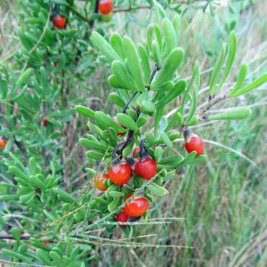 Lycium carolinianum, Carolina Wolfberry, Carolina Desert-Thorn, Creeping Wolfberry, Christmas Berry, Christmasberry