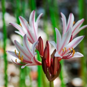 Lycoris incarnata, Peppermint Spider Lily, Peppermint Surprise Lily, Pink Spider Lily, Pink Surprise Lily, Naked Lily, Surprise Lily, Pink flowers