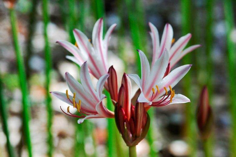 Lycoris incarnata, Peppermint Spider Lily, Peppermint Surprise Lily, Pink Spider Lily, Pink Surprise Lily, Naked Lily, Surprise Lily, Pink flowers