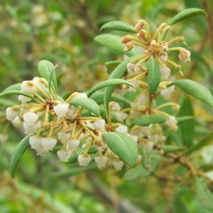 Lyonia ferruginea, Rusty Staggerbush, Dragon Tree, Tree Lyonia, Staggerbush, Xolisma ferruginea, Evergreen Shrub, Evergreen Tree