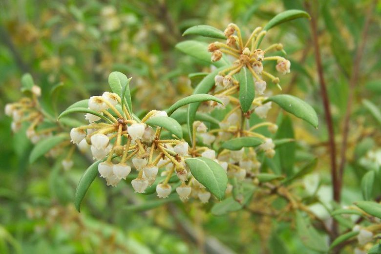 Lyonia ferruginea, Rusty Staggerbush, Dragon Tree, Tree Lyonia, Staggerbush, Xolisma ferruginea, Evergreen Shrub, Evergreen Tree