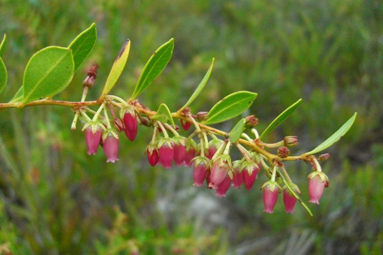 Lyonia lucida, Shining Fetterbush, Fetterbush Lyonia, Shinyleaf, Fetterbush, Staggerbush, Desmothamnus lucidus, Neopieris nitida, Evergreen Shrub