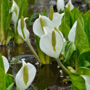 Lysichiton camtschatcensis, Asian Skunk Cabbage, Skunk Cabbage, Pond plants, Aquatic Plants, Plants for wet soils