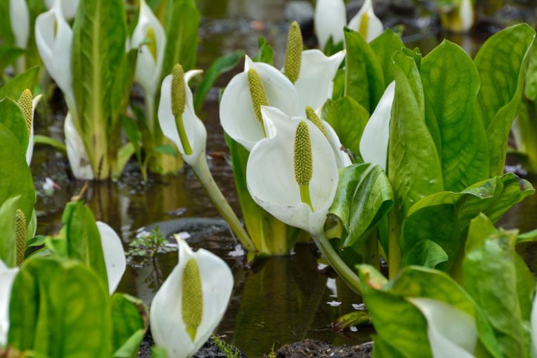 Lysichiton camtschatcensis, Asian Skunk Cabbage, Skunk Cabbage, Pond plants, Aquatic Plants, Plants for wet soils