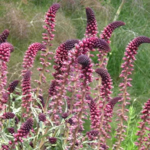 Lysimachia atropurpurea 'Beaujolais', Purple Loosestrife 'Beaujolais', Lysimachia beaujolais
