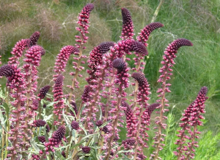 Lysimachia atropurpurea 'Beaujolais', Purple Loosestrife 'Beaujolais', Lysimachia beaujolais