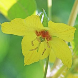 Lysimachia ciliata, Fringed Loosestrife, Fringed Yellow Loosestrife, Steironema ciliatum, Steironema pumilum, Yellow Flowers
