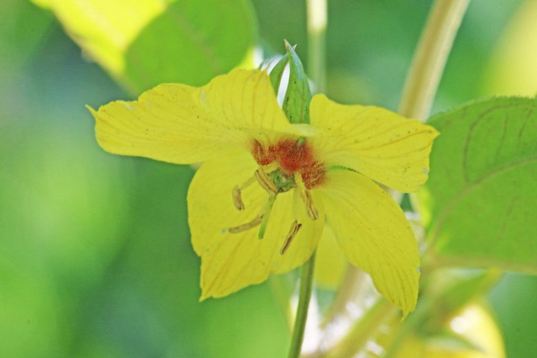 Lysimachia ciliata, Fringed Loosestrife, Fringed Yellow Loosestrife, Steironema ciliatum, Steironema pumilum, Yellow Flowers