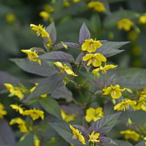 Lysimachia ciliata 'Firecracker', Fringed Loosestrife 'Firecracker', Loosestrife 'Firecracker', Lysimachia ciliata 'Purpurea', Lysimachia ephemerum 'Firecracker'