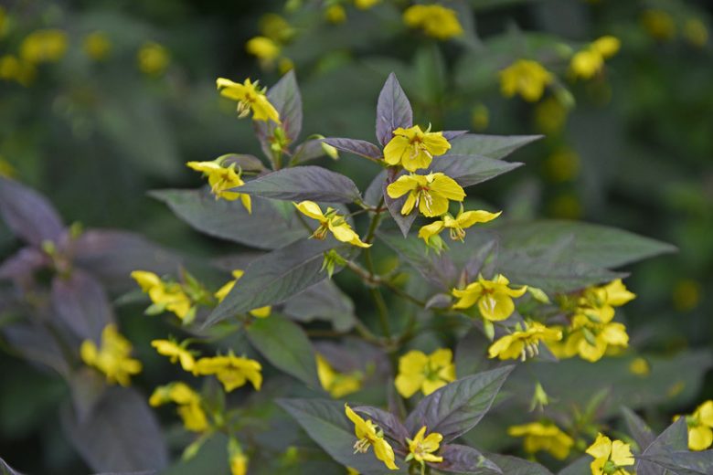 Lysimachia ciliata 'Firecracker', Fringed Loosestrife 'Firecracker', Loosestrife 'Firecracker', Lysimachia ciliata 'Purpurea', Lysimachia ephemerum 'Firecracker'