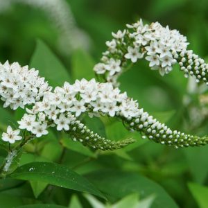 Lysimachia clethroides, Gooseneck Loosestrife, Gooseneck, White flowers