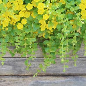 Lysimachia nummularia 'Aurea', Golden Creeping Jenny, Golden Creeping Charlie, Golden Creeping Sally, Golden Downhill-of-Life, Golden Herb Twopence, Golden Money Myrtle, Golden Money Plant, Golden Moneywort, Golden Twopenny Grass, Golden Wandering Charlie, Golden Wandering Sally