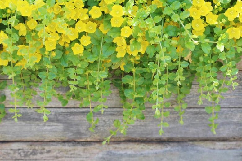 Lysimachia nummularia 'Aurea', Golden Creeping Jenny, Golden Creeping Charlie, Golden Creeping Sally, Golden Downhill-of-Life, Golden Herb Twopence, Golden Money Myrtle, Golden Money Plant, Golden Moneywort, Golden Twopenny Grass, Golden Wandering Charlie, Golden Wandering Sally