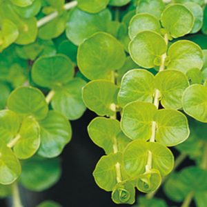 Lysimachia nummularia 'Goldilocks', Goldilocks Creeping Jenny, Goldilocks Creeping Charlie, Goldilocks Creeping Sally, Goldilocks Downhill-of-Life, Goldilocks Herb Twopence, Goldilocks Money Myrtle, Goldilocks Money Plant, Goldilocks Moneywort, Goldilocks Twopenny Grass, Goldilocks Wandering Charlie, Goldilocks Wandering Sally