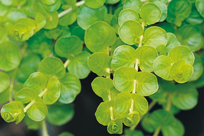 Lysimachia nummularia 'Goldilocks', Goldilocks Creeping Jenny, Goldilocks Creeping Charlie, Goldilocks Creeping Sally, Goldilocks Downhill-of-Life, Goldilocks Herb Twopence, Goldilocks Money Myrtle, Goldilocks Money Plant, Goldilocks Moneywort, Goldilocks Twopenny Grass, Goldilocks Wandering Charlie, Goldilocks Wandering Sally