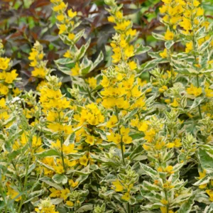 Lysimachia Punctata 'Alexander',Yellow Loosestrife  'Alexander', Whorled Loosestrife 'Alexander', Garden Loosestrife 'Alexander', Dotted Loosestrife 'Alexander', Yellow flowers