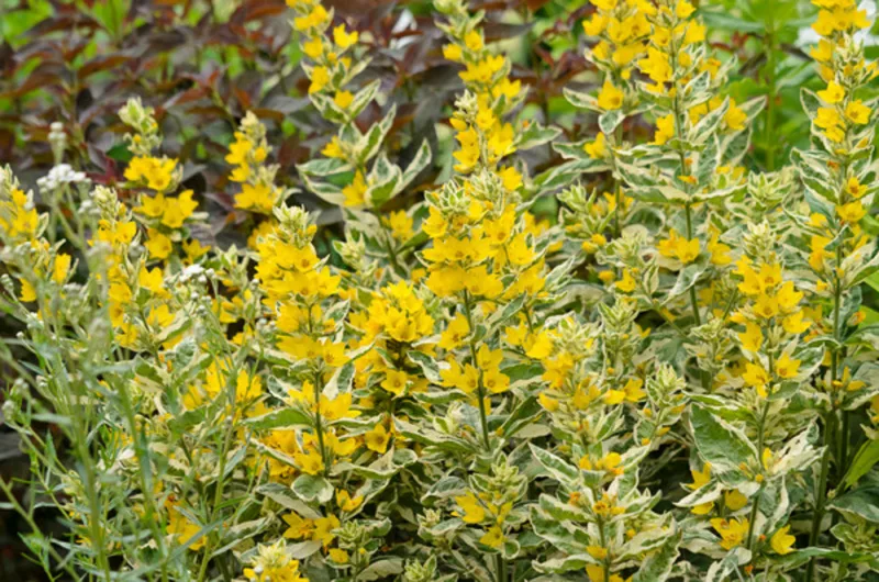 Lysimachia Punctata 'Alexander',Yellow Loosestrife  'Alexander', Whorled Loosestrife 'Alexander', Garden Loosestrife 'Alexander', Dotted Loosestrife 'Alexander', Yellow flowers
