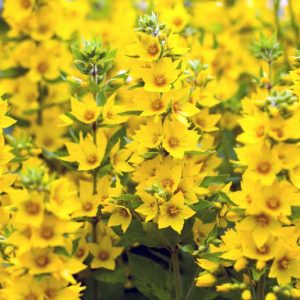 Lysimachia Punctata,Yellow Loosestrife, Whorled Loosestrife, Garden Loosestrife, Dotted Loosestrife, Yellow flowers
