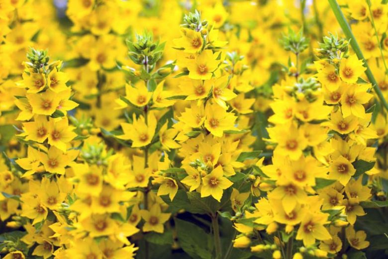 Lysimachia Punctata,Yellow Loosestrife, Whorled Loosestrife, Garden Loosestrife, Dotted Loosestrife, Yellow flowers