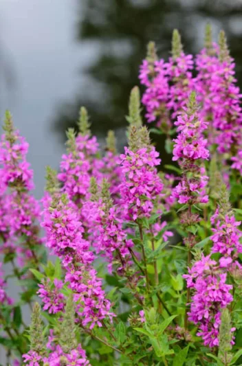 Lythrum Salicaria, Purple Loosetrife, Purple flowers, Pink flowers