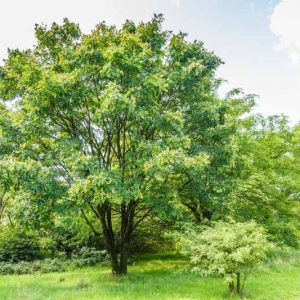 Maackia amurensis, Amur Maackia, Fragrant Tree, Shade Tree, Street Tree