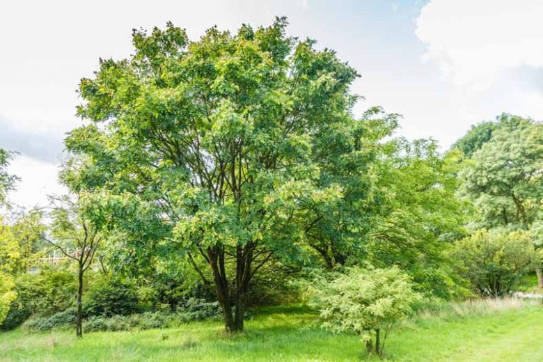 Maackia amurensis, Amur Maackia, Fragrant Tree, Shade Tree, Street Tree