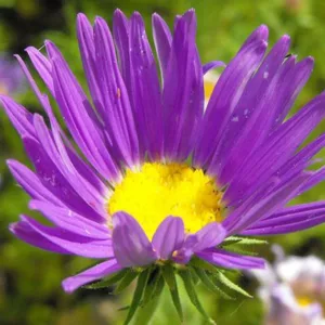 Machaeranthera tanacetifolia,Tahoka Daisy, Tansy-Aster, Tansey-Leaf Tansy-Aster, Aster tanacetifolius, Machaeranthera coronopifolia, Machaeranthera parthenium, Summer Perennials, Summer Flowers, Lavender Asters, Blue Asters